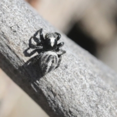 Salpesia (genus) (Salpesia Jumping Spider) at Bruce, ACT - 23 Sep 2021 by AlisonMilton