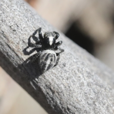 Salpesia (genus) (Salpesia Jumping Spider) at Bruce, ACT - 23 Sep 2021 by AlisonMilton