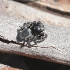 Salpesia sp. (genus) at Bruce, ACT - 23 Sep 2021