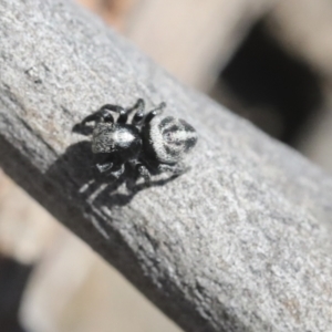 Salpesia sp. (genus) at Bruce, ACT - 23 Sep 2021