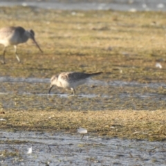 Calidris tenuirostris (Great Knot) at Eurobodalla National Park - 1 Dec 2018 by Liam.m