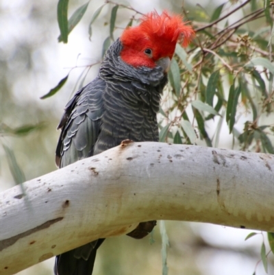 Callocephalon fimbriatum (Gang-gang Cockatoo) at Hughes, ACT - 11 Oct 2021 by LisaH