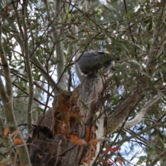 Callocephalon fimbriatum at Hughes, ACT - 11 Oct 2021