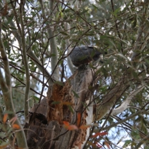 Callocephalon fimbriatum at Hughes, ACT - 11 Oct 2021