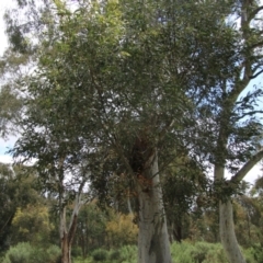 Callocephalon fimbriatum at Hughes, ACT - 11 Oct 2021