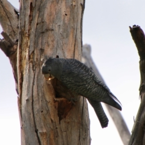 Callocephalon fimbriatum at Hughes, ACT - 11 Oct 2021