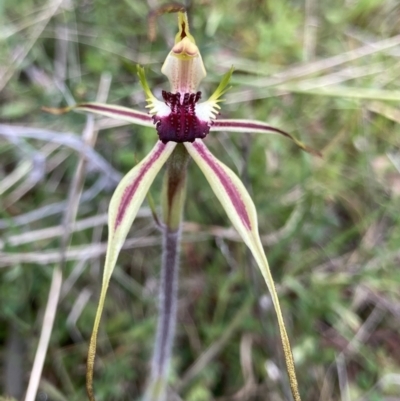Caladenia parva (Brown-clubbed Spider Orchid) at Bungendore, NSW - 2 Oct 2021 by yellowboxwoodland