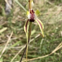 Caladenia parva at Bungendore, NSW - suppressed