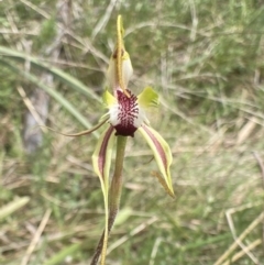 Caladenia parva at Bungendore, NSW - suppressed