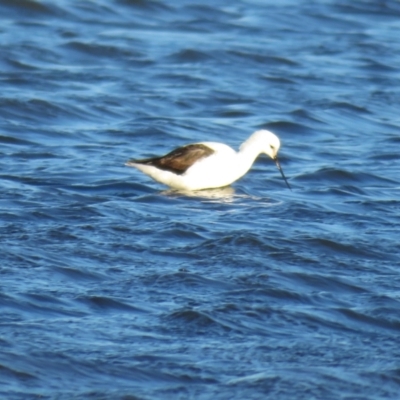 Cladorhynchus leucocephalus (Banded Stilt) at Jervis Bay National Park - 7 Jul 2018 by Liam.m