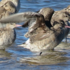 Limosa haemastica (Hudsonian Godwit) at Jervis Bay National Park - 7 Jul 2018 by Liam.m