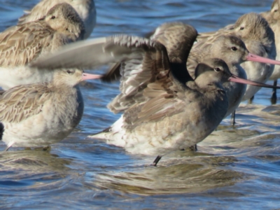 Limosa haemastica (Hudsonian Godwit) by Liam.m