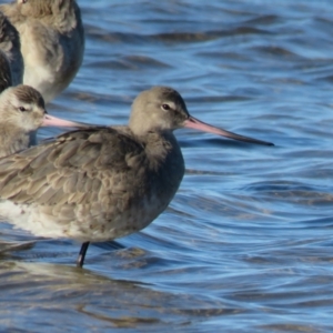 Limosa haemastica at suppressed - suppressed