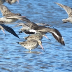 Limosa haemastica at suppressed - suppressed