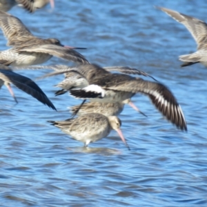 Limosa haemastica at suppressed - suppressed