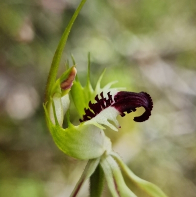 Caladenia parva (Brown-clubbed Spider Orchid) at Cotter Reserve - 11 Oct 2021 by RobG1