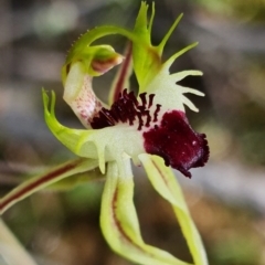 Caladenia parva at Coree, ACT - suppressed