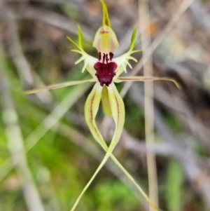 Caladenia parva at Coree, ACT - suppressed