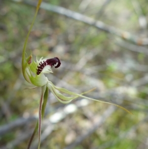 Caladenia parva at Coree, ACT - suppressed