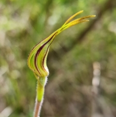 Caladenia parva at Coree, ACT - suppressed