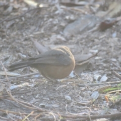 Origma solitaria (Rockwarbler) at North Nowra, NSW - 8 Jul 2018 by Liam.m