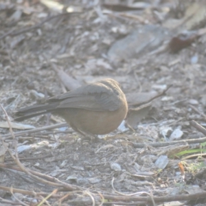 Origma solitaria at North Nowra, NSW - suppressed