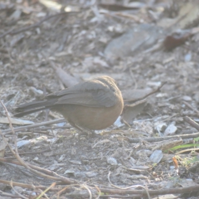 Origma solitaria (Rockwarbler) at Bomaderry Creek Walking Track - 8 Jul 2018 by Liam.m