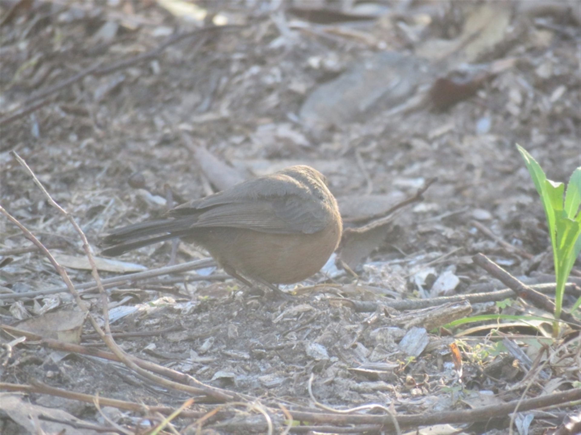 Origma solitaria at North Nowra, NSW - suppressed