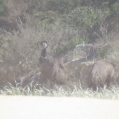 Dromaius novaehollandiae (Emu) at Eurobodalla National Park - 3 Mar 2018 by Liam.m