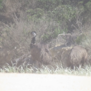 Dromaius novaehollandiae at Bodalla, NSW - 3 Mar 2018