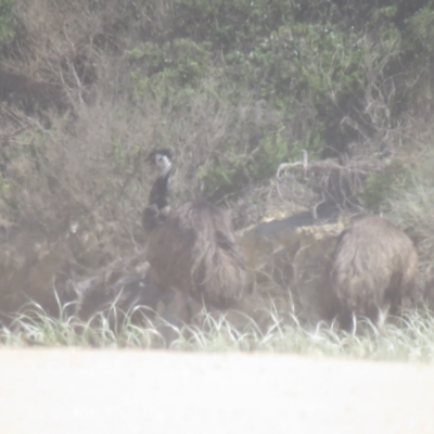 Dromaius novaehollandiae (Emu) at Eurobodalla National Park - 3 Mar 2018 by Liam.m
