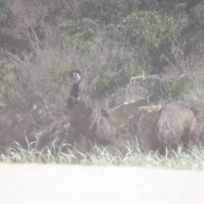 Dromaius novaehollandiae (Emu) at Bodalla, NSW - 3 Mar 2018 by Liam.m