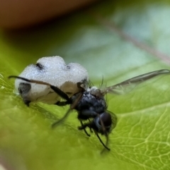 Entomophthora sp. (genus) (Puppeteer Fungus) at Murrumbateman, NSW - 11 Oct 2021 by SimoneC