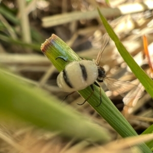 Entomophthora sp. (genus) at Murrumbateman, NSW - 11 Oct 2021