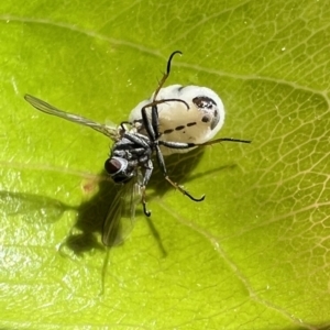 Entomophthora sp. (genus) at Murrumbateman, NSW - 11 Oct 2021 02:03 PM