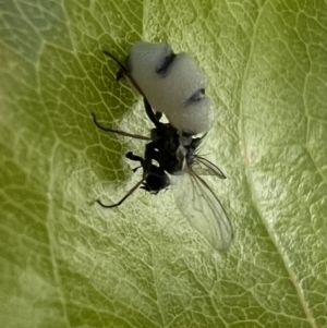 Entomophthora sp. (genus) at Murrumbateman, NSW - 11 Oct 2021