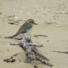 Anarhynchus bicinctus (Double-banded Plover) at Bodalla, NSW - 4 Mar 2018 by Liam.m