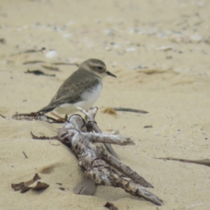 Anarhynchus bicinctus at Bodalla, NSW - suppressed