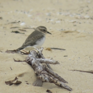 Anarhynchus bicinctus at Bodalla, NSW - 4 Mar 2018