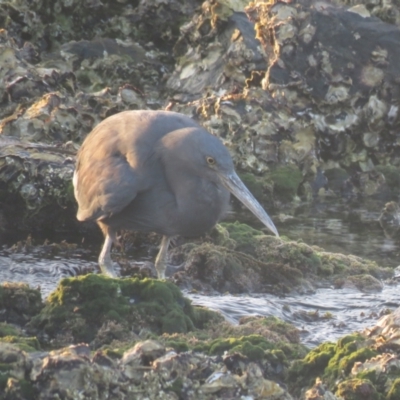 Egretta sacra (Eastern Reef Egret) at Narooma, NSW - 3 Mar 2018 by Liam.m