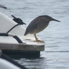 Butorides striata (Striated Heron) at North Narooma, NSW - 3 Mar 2018 by Liam.m