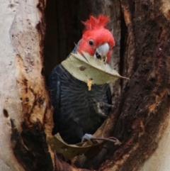 Callocephalon fimbriatum (Gang-gang Cockatoo) at Hughes, ACT - 11 Oct 2021 by LisaH