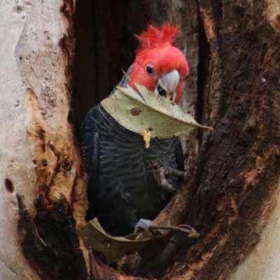 Callocephalon fimbriatum (Gang-gang Cockatoo) at GG94 - 11 Oct 2021 by LisaH