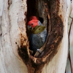 Callocephalon fimbriatum at Hughes, ACT - 11 Oct 2021