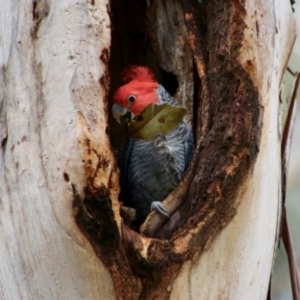 Callocephalon fimbriatum at Hughes, ACT - 11 Oct 2021