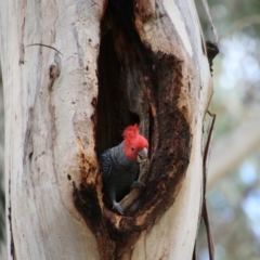 Callocephalon fimbriatum at Hughes, ACT - 11 Oct 2021