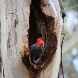 Callocephalon fimbriatum at Hughes, ACT - suppressed