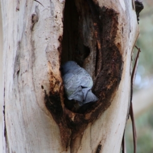 Callocephalon fimbriatum at Hughes, ACT - 11 Oct 2021