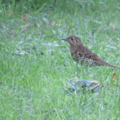 Zoothera lunulata (Bassian Thrush) at Jamberoo, NSW - 6 May 2018 by Liam.m