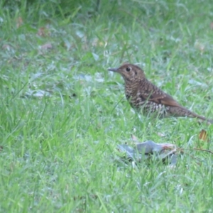 Zoothera lunulata at Jamberoo, NSW - 6 May 2018